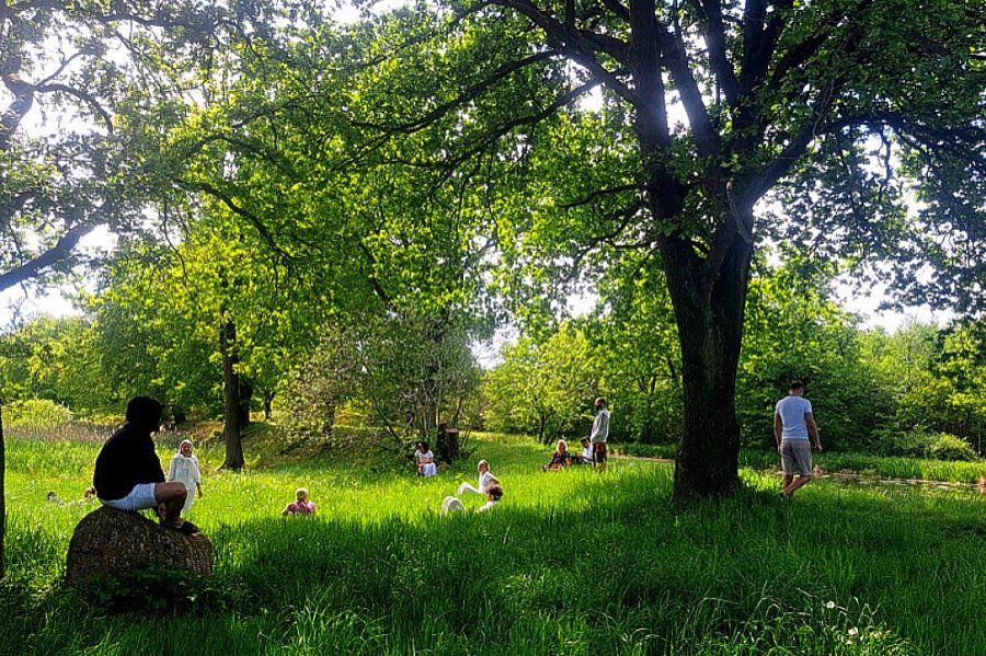 Ayahuasca-Retreat für innere Klarheit in Assen